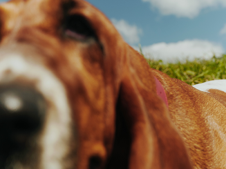 Hush Puppies AU Image